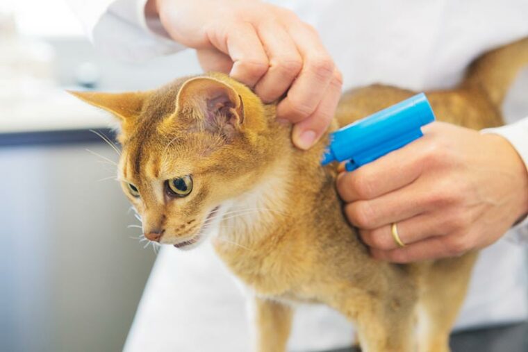 Ветеринары вживляют микрочип кошке.