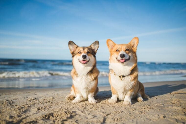 две счастливые собаки вельш корги пемброк на пляже