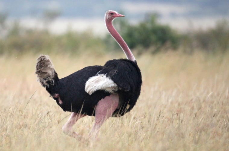 масайский страус