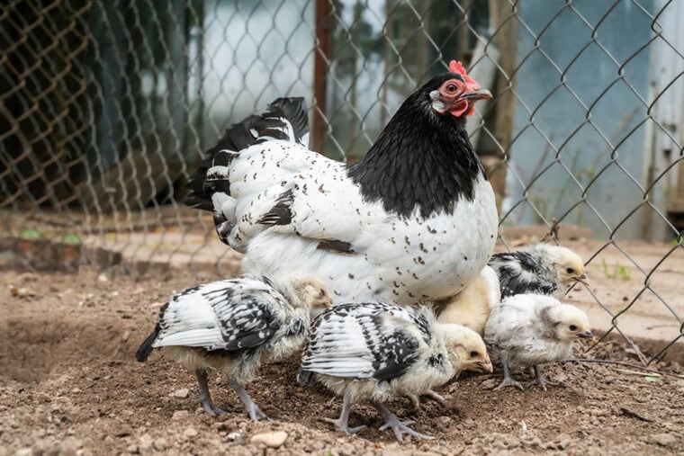 Лакенвельдерская курица с цыплятами во дворе фермы_Альгирдас Гелазиус_Shutterstock