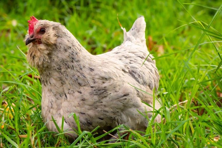 Белая курица араукана замечает вас, когда вы бродите среди свежей зеленой травы