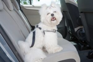Read more about the article Пошаговое руководство, как вывести запах собачьей мочи из автомобиля