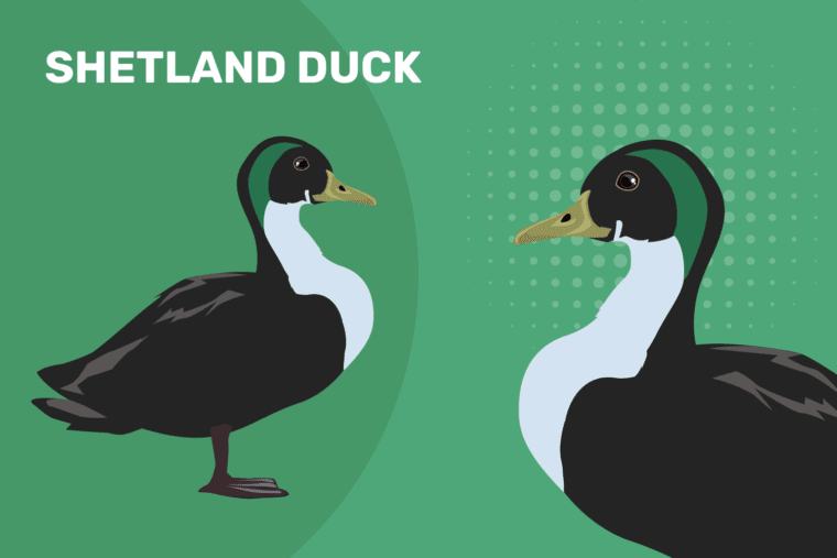 Shetland_Duck