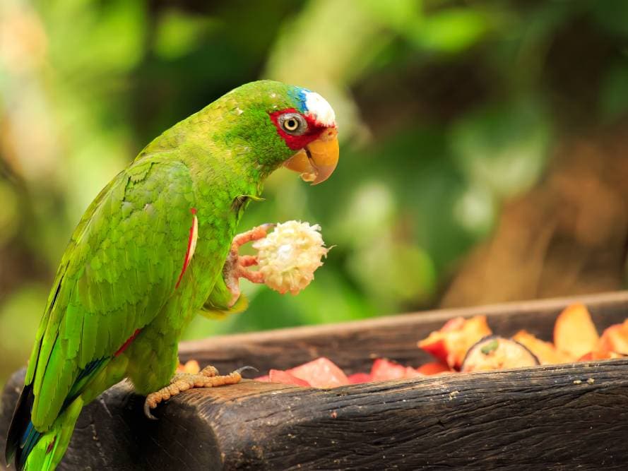 Толстоклювый попугай Катарины. Amazona albifrons saltuensis. Фото. Обои на телефон вертикальные высокого качества попугаи и море. White Fronted Amazon.