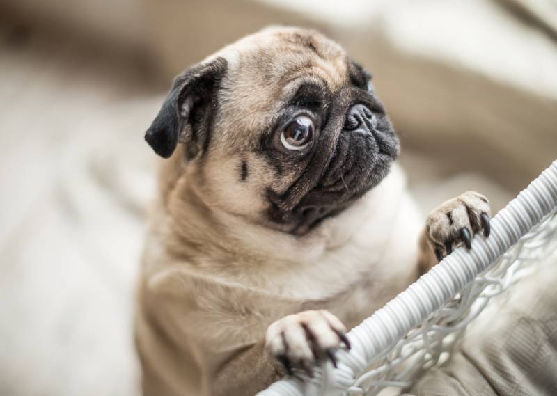 Read more about the article Может ли собака умереть от страха разлуки?  Факты, прошедшие ветеринарную проверку