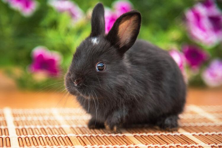 Read more about the article Что едят кролики в дикой природе и в качестве домашних животных?