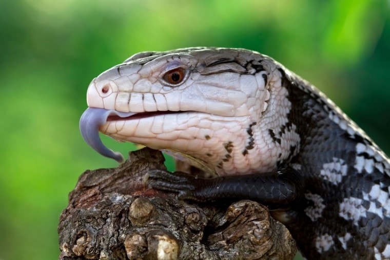 Tiliqua Gigas_Kurit afshen_shutterstock