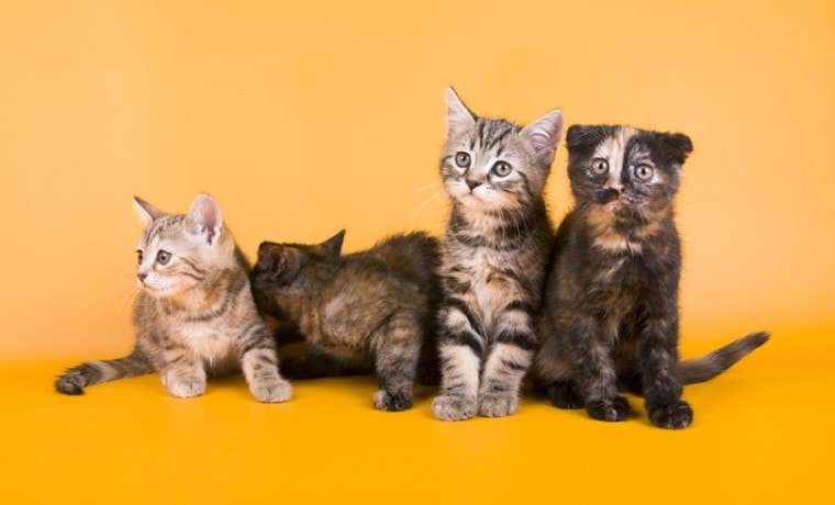 Австралийская туманная кошечка kitty_OrangeGroup_shutterstock (2)