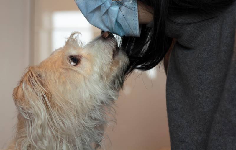 Read more about the article Могут ли собаки учуять рак у человека?  Как они это делают?