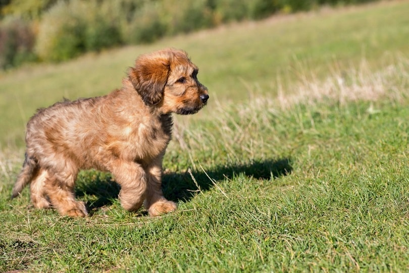 Двухмесячный щенок-бриар_hsunny_shutterstock