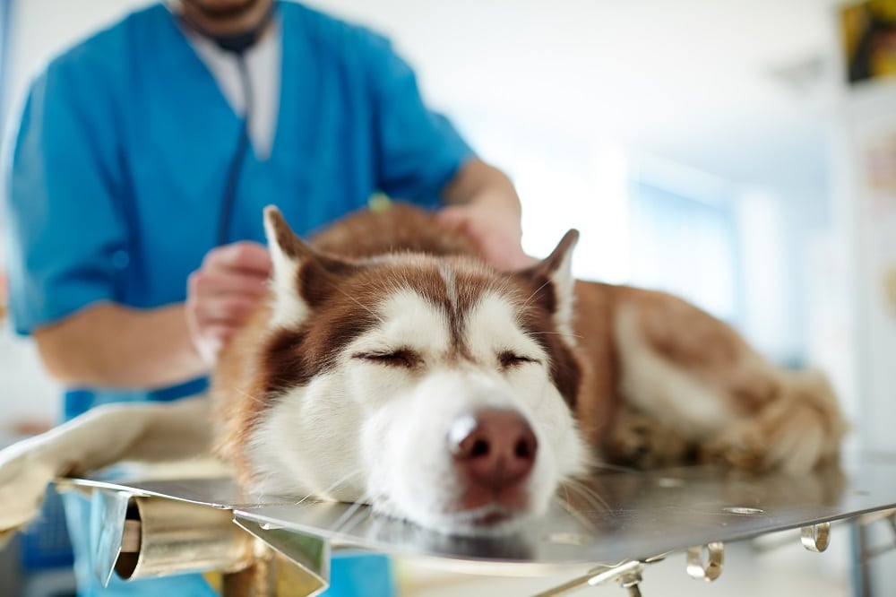 Read more about the article Дисплазия тазобедренного сустава у собак: симптомы, профилактика и лечение