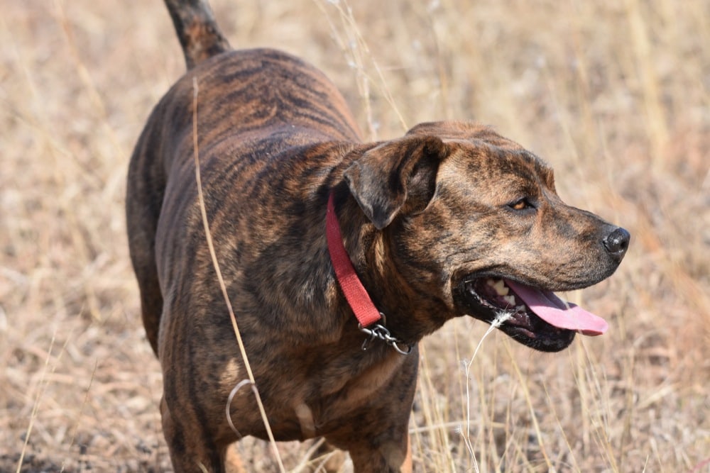 You are currently viewing Mountain Cur: полное руководство, информация, фотографии, уход и многое другое!