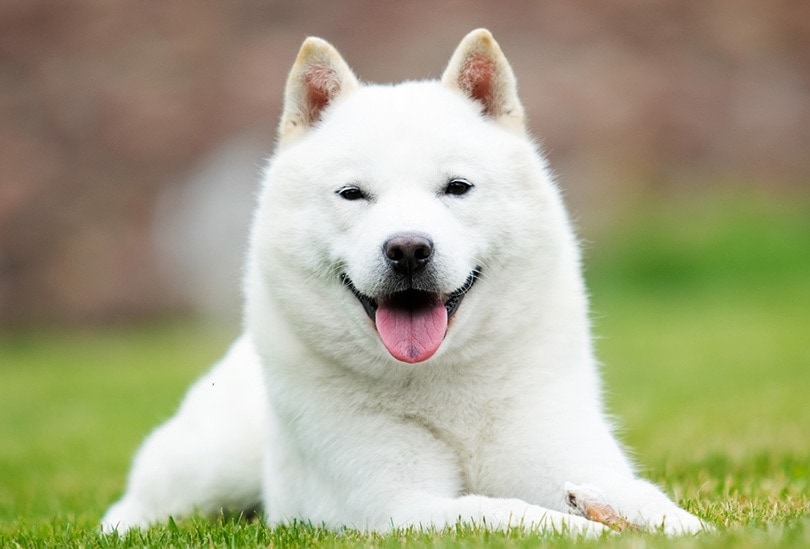Хоккайдо собака улыбается языком