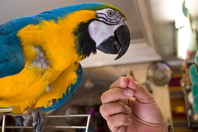 Read more about the article Токсичность тефлона у птиц: признаки, причины и лечение