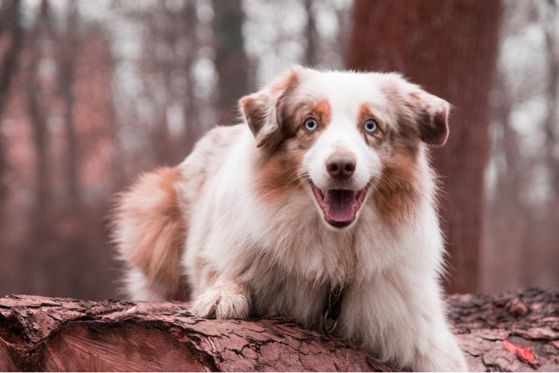 Австралийская овчарка Red Merle Tri