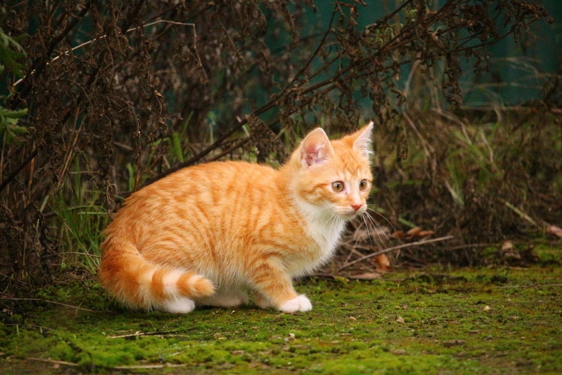 Read more about the article 300+ имен полосатых кошек: милые и забавные варианты для вашей кошки