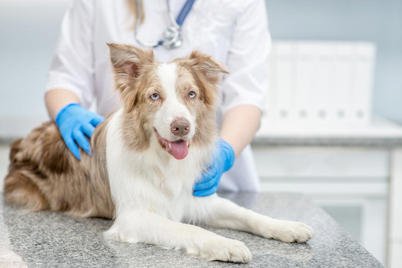 Read more about the article Распространенные репродуктивные проблемы собак: симптомы и лечение