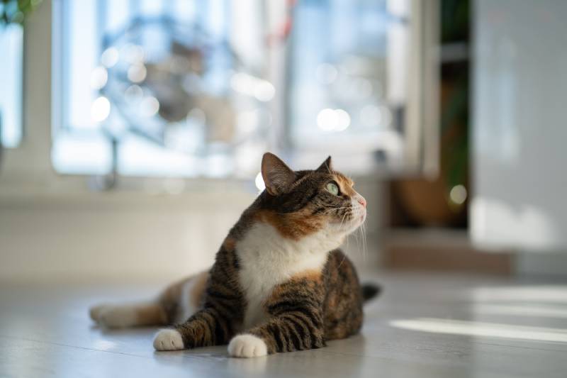 Read more about the article Как долго кошки могут обходиться без воды и еды?  Что тебе нужно знать