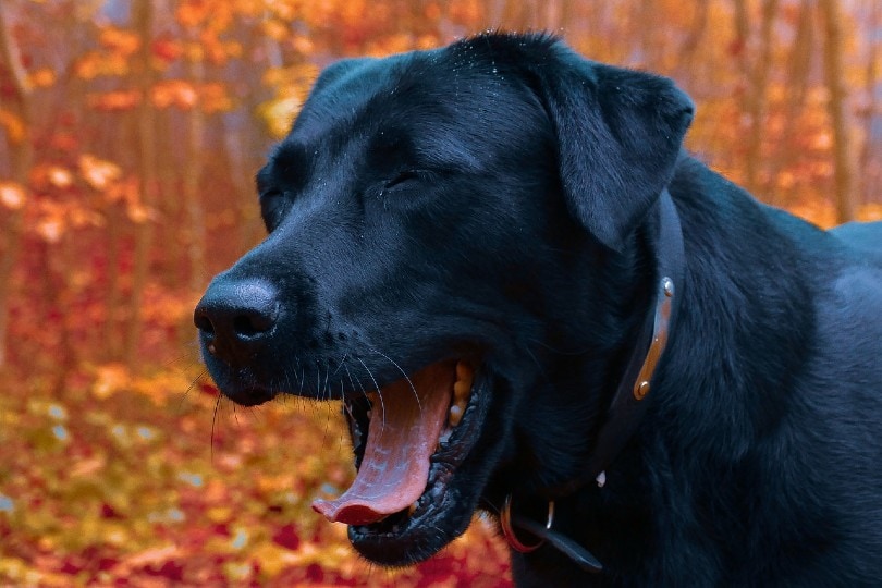Read more about the article Почему моя собака кашляет?  6 возможных причин и когда действовать (ответ ветеринара)