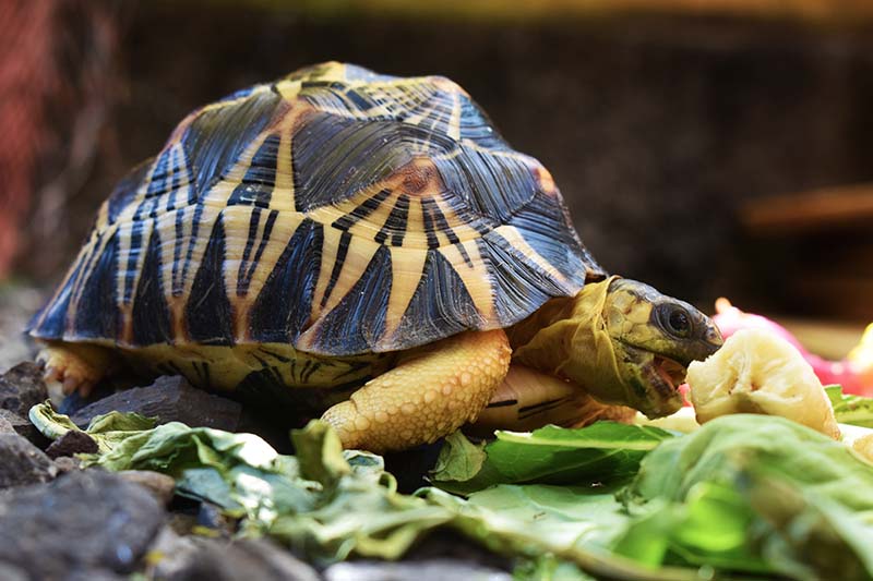 Черепаха Astrochelys radiata ест листья бананового салата