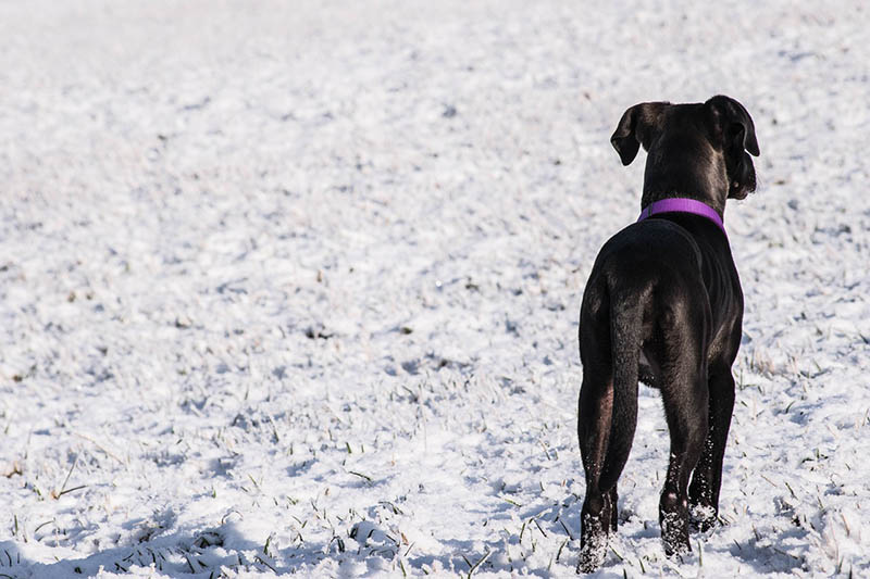 Read more about the article 10 советов по безопасности собак зимой (Руководство на 2023 год)