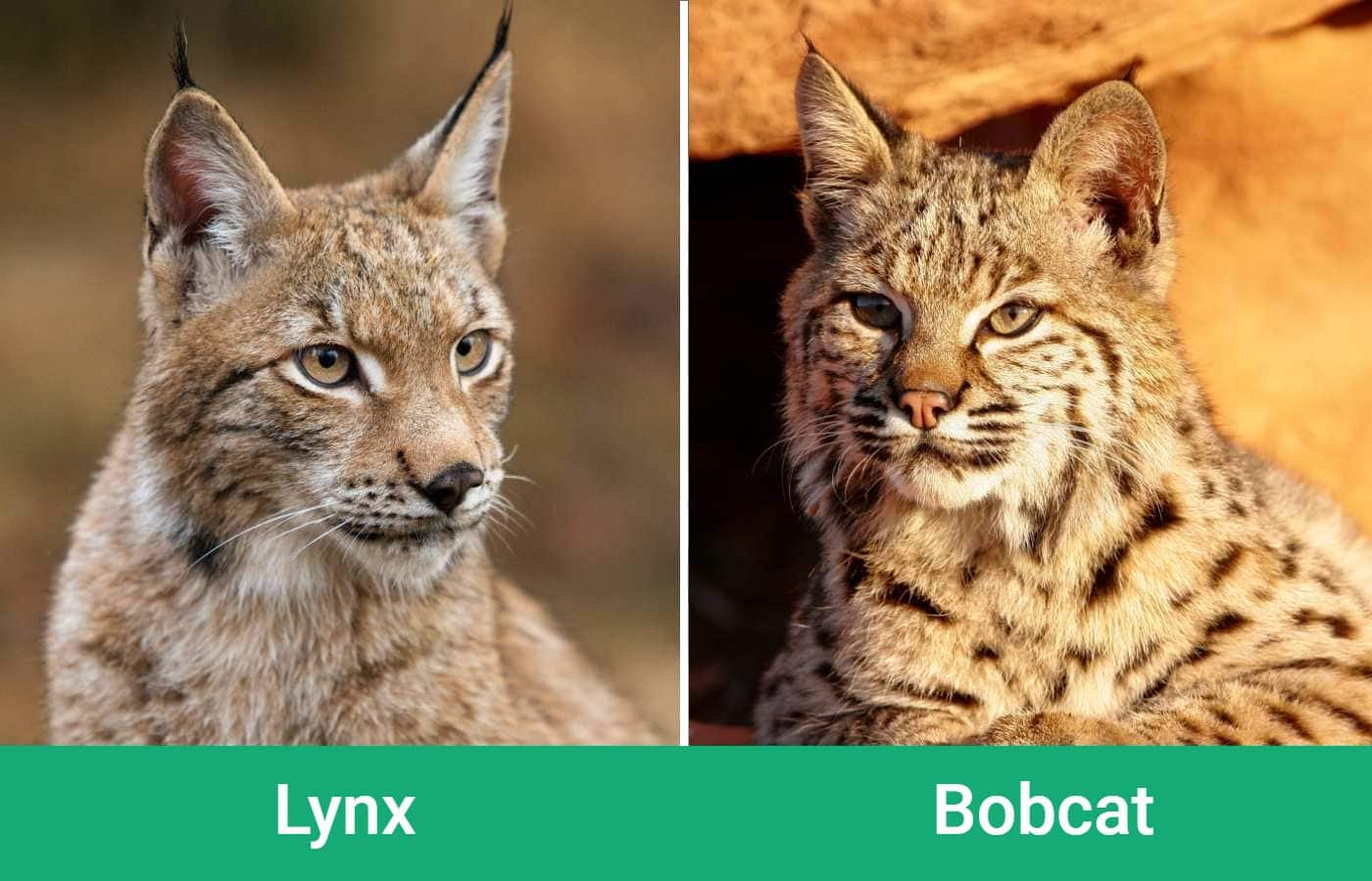 Lynx_side_Bobcat