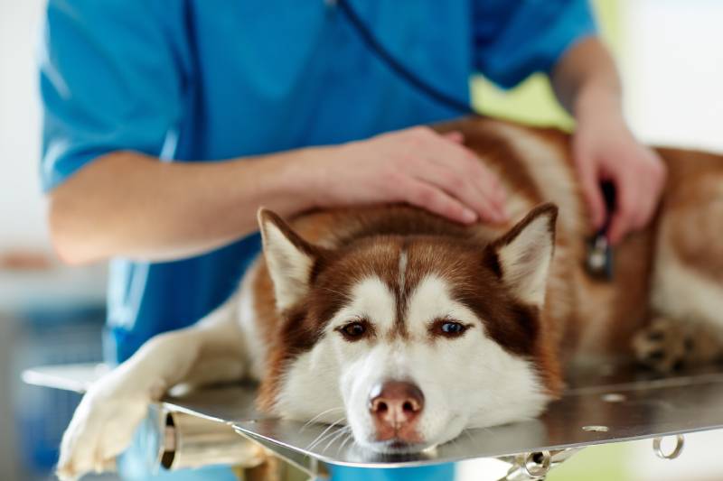 Read more about the article Как определить, есть ли у собаки лихорадка: проверенные ветеринаром причины и что делать