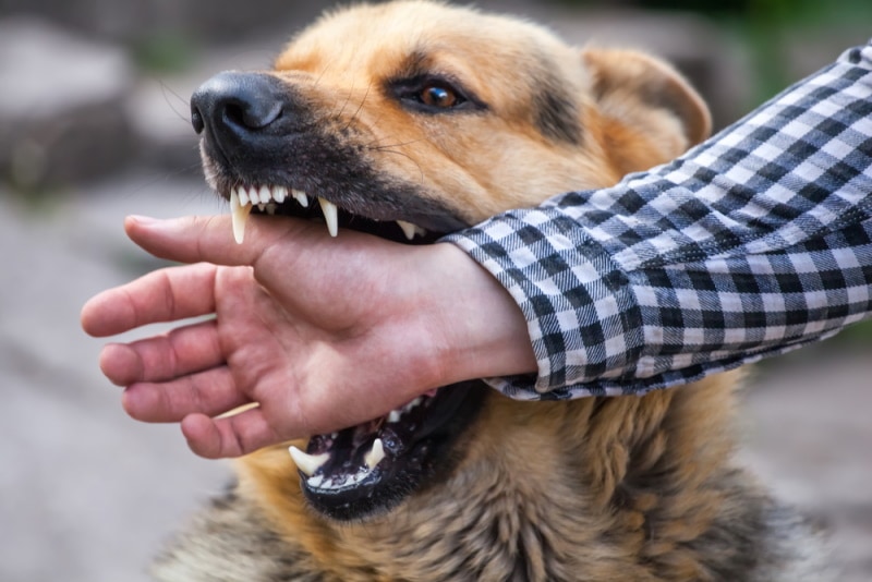 Read more about the article 13 удивительных статистических данных об укусах собак в Австралии, которые нужно знать в 2023 году