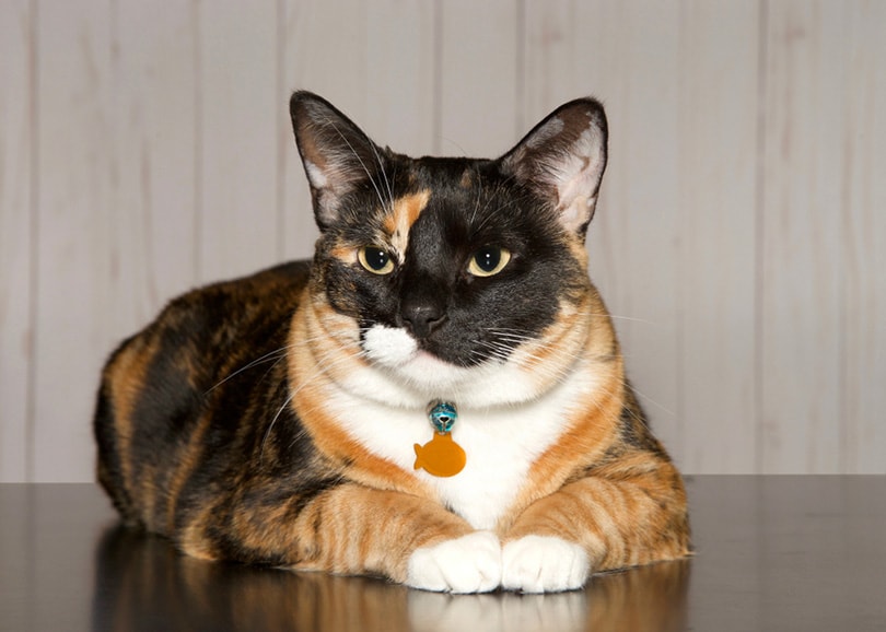 Read more about the article 150 имен кошек Calico: милые и забавные варианты для вашей кошки