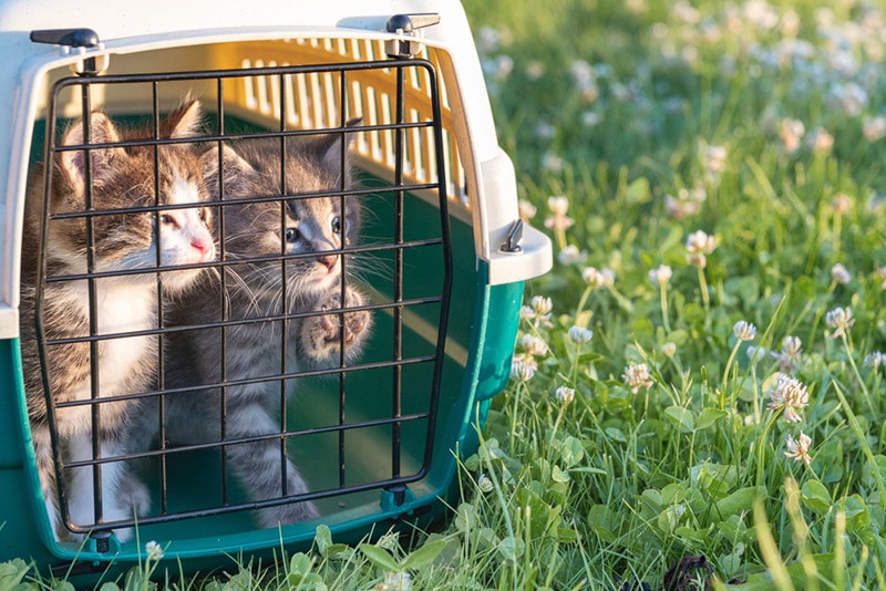 Котенок двух кошек в траве-носителе