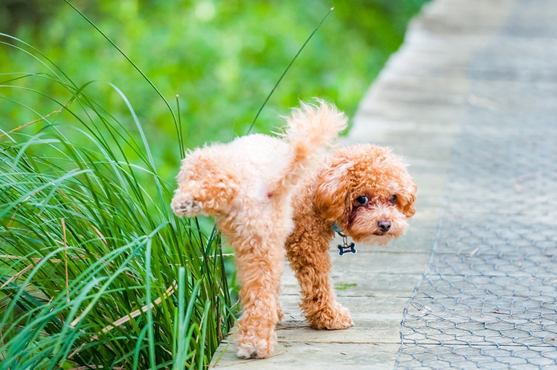 Read more about the article Как лечить пятна собачьей мочи на траве — 3 возможных способа