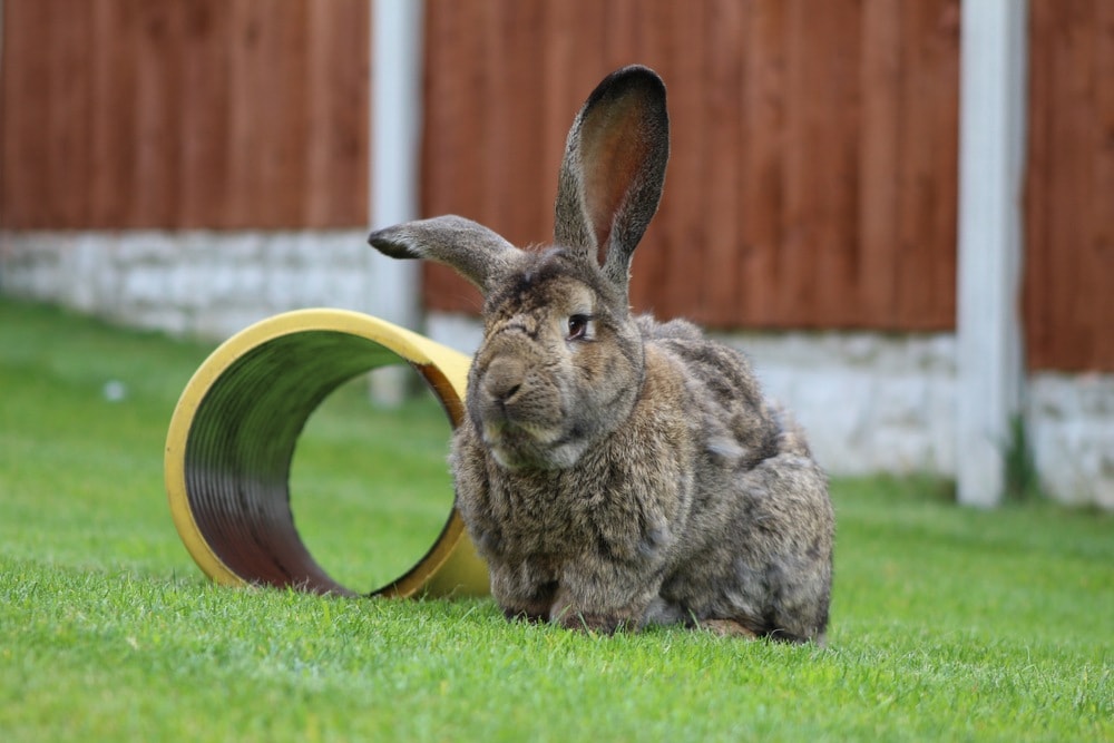 Read more about the article Континентальный гигантский кролик: информация, фотографии, особенности и факты