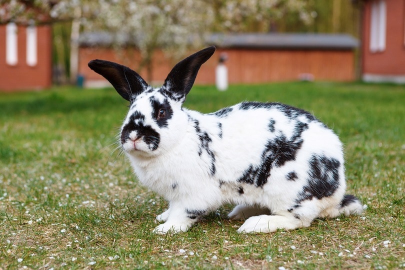 Read more about the article Клетчатый гигантский кролик: факты, фотографии, руководство по поведению и уходу