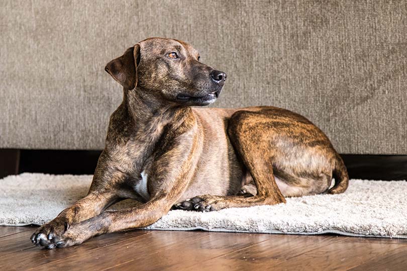 Read more about the article Plott Hound: полное руководство, информация, фотографии, уход и многое другое!