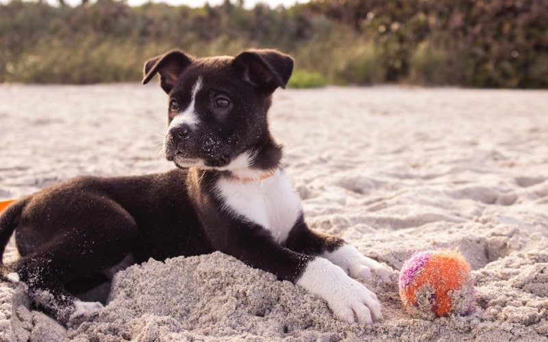 Read more about the article 5 лучших пляжей для собак в Брадентоне (с фотографиями)