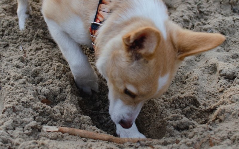 коричнево-белая собака копается в песке, чтобы закопать палку