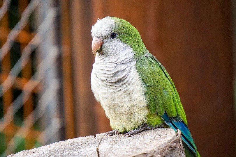 Read more about the article Как попугаи спариваются и размножаются?