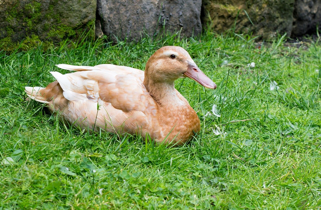 Read more about the article Buff Orpington Duck: факты, продолжительность жизни, руководство по поведению и уходу (с иллюстрациями)