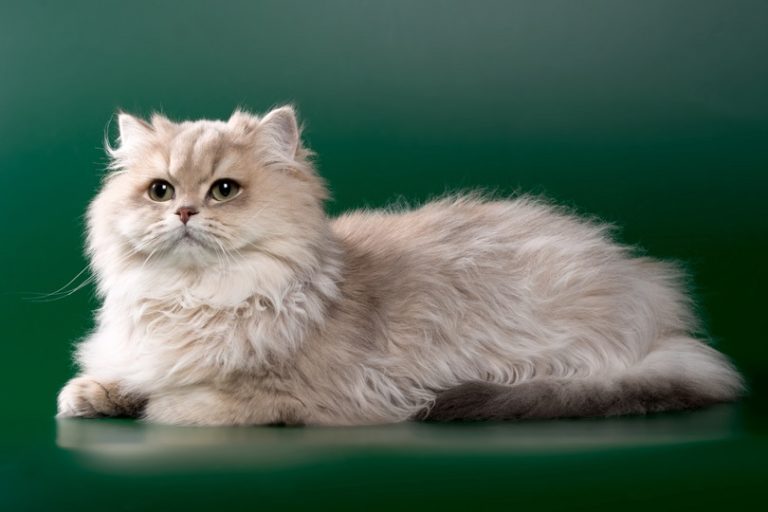 Read more about the article 90+ китайских имен кошек: экзотические варианты для вашей кошки (со значениями)
