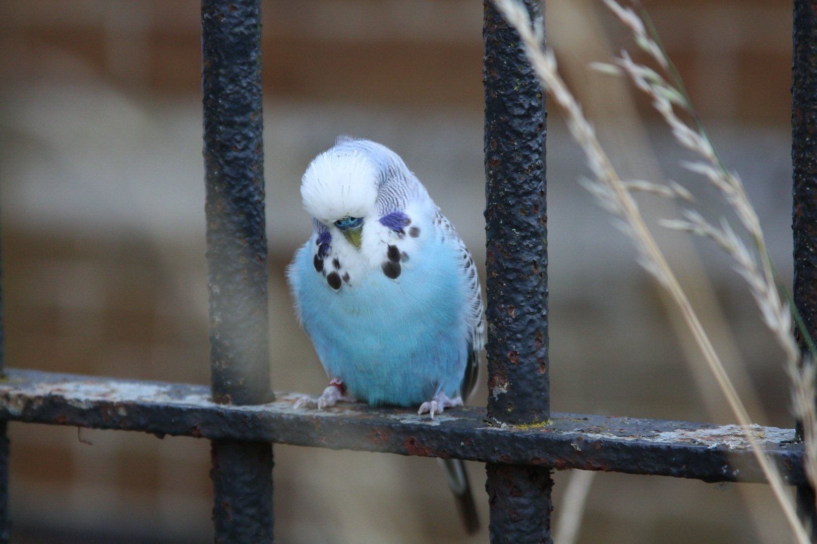 Read more about the article Можно ли волнистым попугайчикам есть чернику?  Что тебе нужно знать!