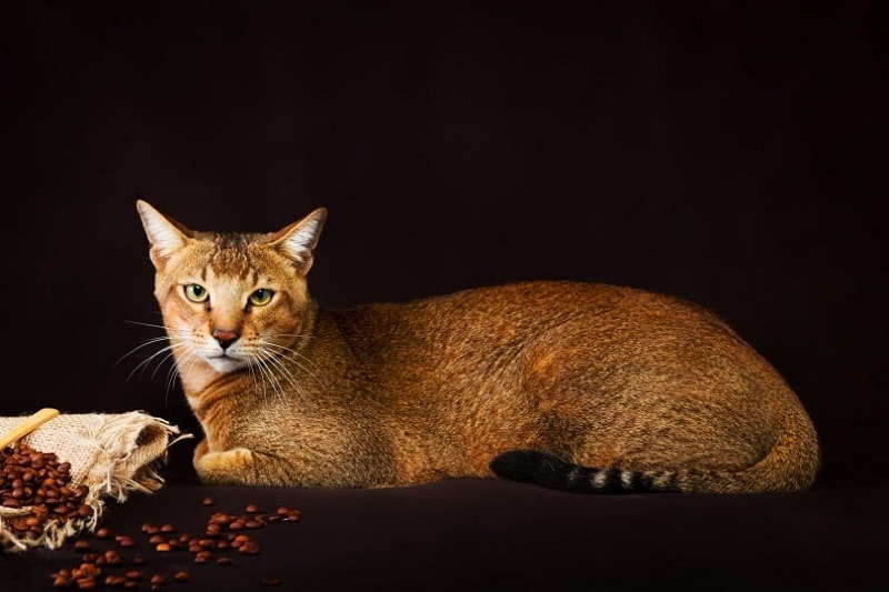 Кот Чаузи_Shutterstock_Tania__Wild