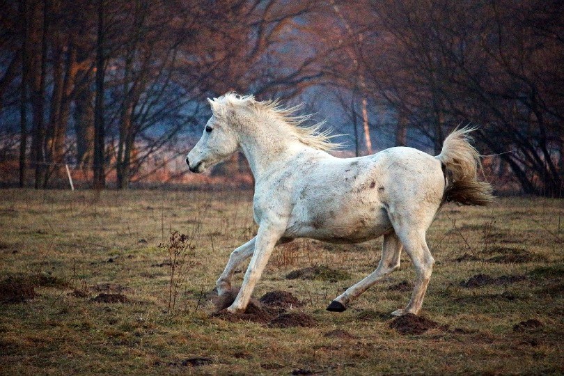 арабская лошадь