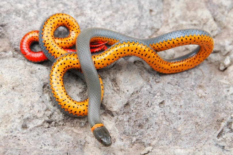 Read more about the article 10 маленьких домашних змей, которые остаются маленькими (с иллюстрациями)