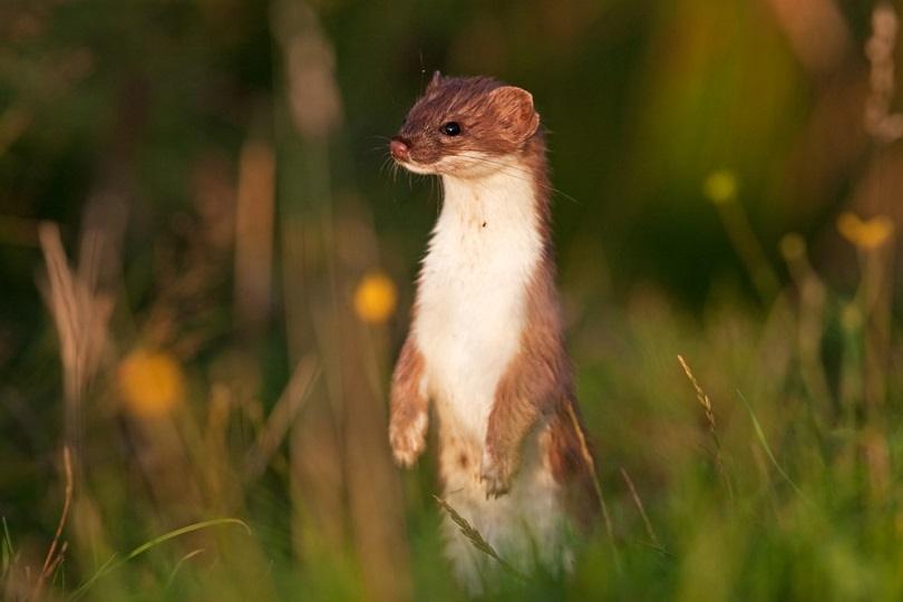 Горностай, Mustela erminea_Martin Prochzkacz_shutterstock