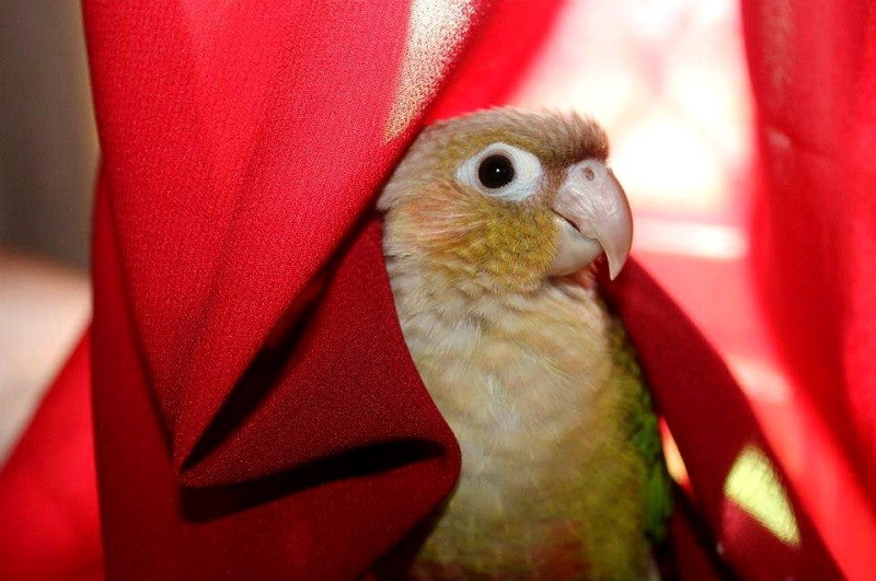 You are currently viewing Диарея у Conures: что делать (пошаговое руководство)