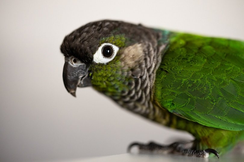 Green Cheek Conure с синим кольцом на ноге