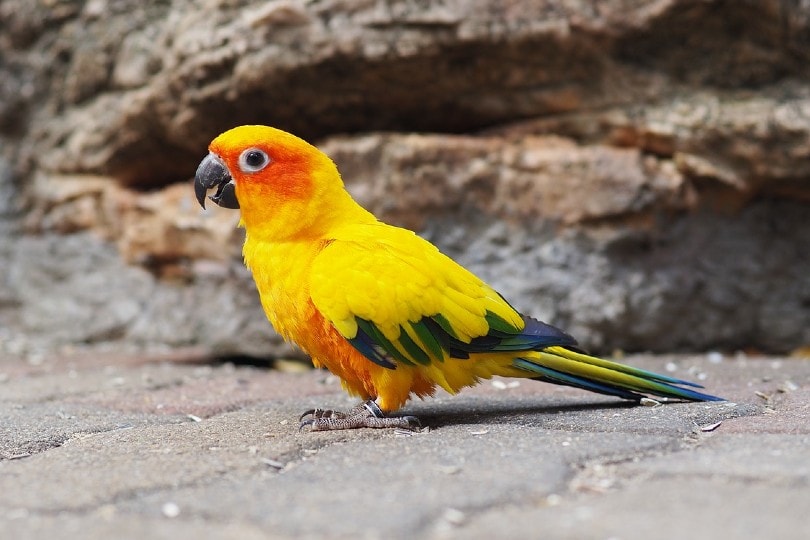 Read more about the article 18 увлекательных и забавных фактов о Conure, о которых вы никогда не знали