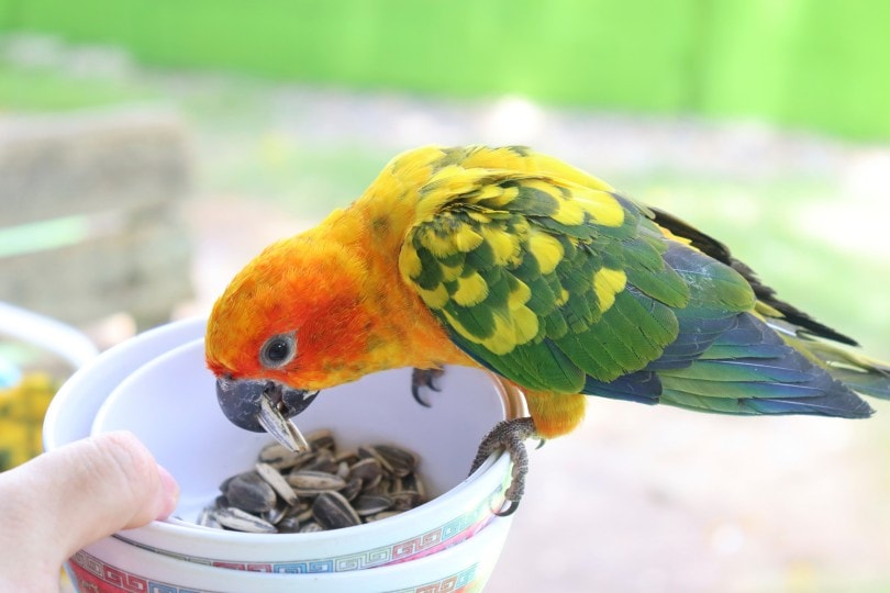 Read more about the article 10 угощений, которые понравятся вашему Conure (онлайн и своими руками)