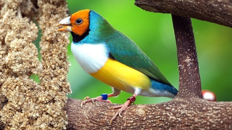 Read more about the article Gouldian Finch — Руководство по личности, еде и уходу (с иллюстрациями)