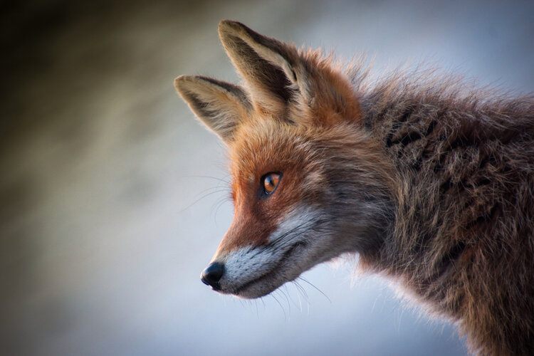 You are currently viewing Лисы связаны с собаками?  Canidae Кузены и генеалогическое древо Canidae Кузены и генеалогическое древо